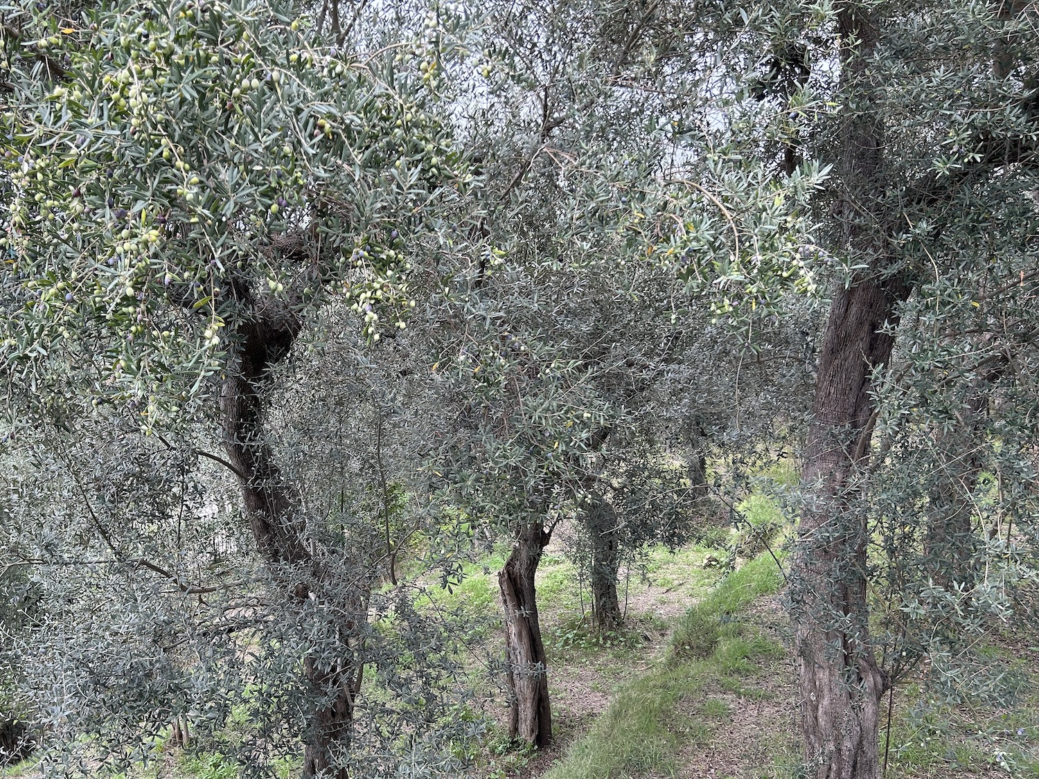 Un fondo agricolo